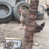 مرغ و خروس|حیوانات مزرعه|رودهن, |دیوار