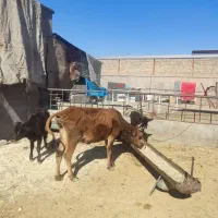 گاو.بادوتا گوساله