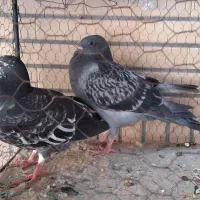 جوجه کبوتر مسا فتی