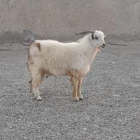 کهره رودان|حیوانات مزرعه|رودان, |دیوار