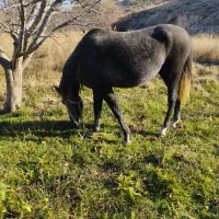 اسب|اسب و تجهیزات اسب‌سواری|اهر, |دیوار