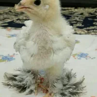 جوجه برهما اصل رومانی گریدaa+ مولدین ماریوس