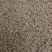 بذر گندم آبی پیشگام اصلاح شده و بسیار تمیز|عمده‌فروشی|تویسرکان, |دیوار