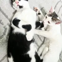 بچه گربع