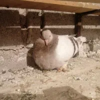 کبوتر کاغذی|پرنده|لنده, |دیوار