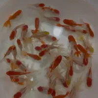 ماهی گلی بری عید|ماهی|مرودشت, بیست متری بیمارستان|دیوار