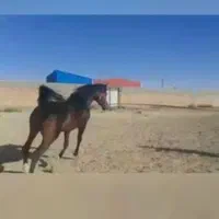 عرب خالص دو سر وارداتی پوزه مصری|اسب و تجهیزات اسب‌سواری|تهران, آرژانتین|دیوار
