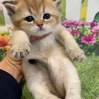 گربه‌ سالم، آرام و مناسب آپارتمان|گربه|کرمان, |دیوار