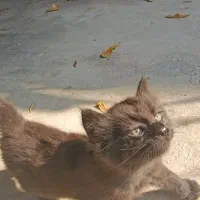 واگذاری رایگان گربه