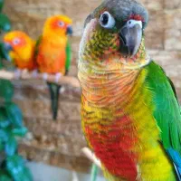 گرینچیک سخنگو