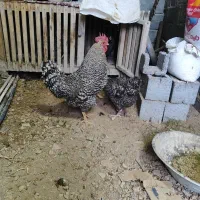 فروش تخم مرغ نطفه دار آمروک