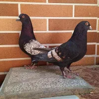 طاووسی سیاه