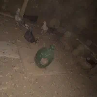 کبوتر|پرنده|قم, هفت تیر|دیوار