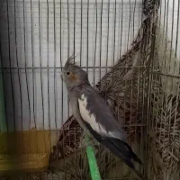 عروس هلندی جفت|پرنده|مشهد, یاس|دیوار