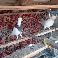 کفتر ایرانی