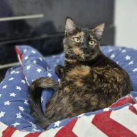 واگذاری|گربه|کرمانشاه, |دیوار