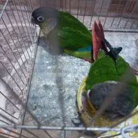 دو عدد جوجه گرینچک نرمه خور|پرنده|ایرانشهر, |دیوار