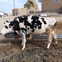 یک عدد گاو هلشتاین پر شیر 3ماه آبستن|حیوانات مزرعه|شادیان, |دیوار