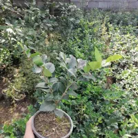 یاس هلندی سطل 3|گل و گیاه طبیعی|نشتارود, |دیوار