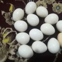 تخم مرغ گلین ریشی