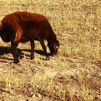میش قرمز افشاری اوست