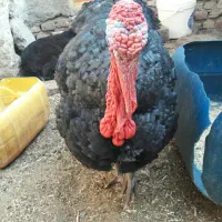 بوقلمون نرمحلی چاق ۵کیلوفروش فوری