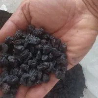 مویز ترکمن4 ممتاز،محصول باغات تاکستان،