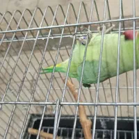 طوطی ملنگو نر ۱۷ماهه|پرنده|تهران, انبار نفت|دیوار