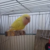 کوتوله مولد جفت و تک