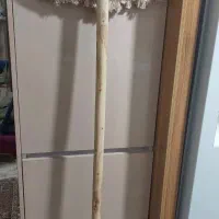 طی نخی