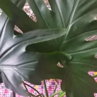 گل برگ انجیری بزرگ و شاداب|گل و گیاه طبیعی|محمدیه-قزوین, |دیوار