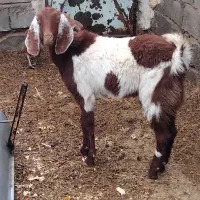 بز یکساله پاکستانی پنج نهصد