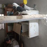 کبوتر پشتذار