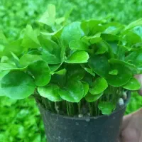 پیش فروش سبزه نارنج عید