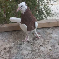 طوقی|پرنده|خمینی‌شهر, |دیوار
