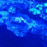 آکواریوم آبشور فروش|ماهی|شهریار, دهشاد بالا|دیوار