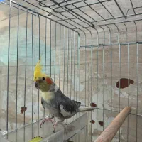 عروس هلندی