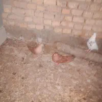 یع جفت صرب|پرنده|هندیجان, |دیوار