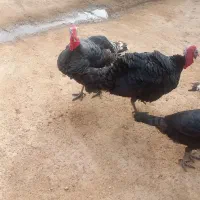 یک عدد بوقلمون نر محلی