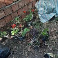 گل آپارتمانی|گل و گیاه طبیعی|اردبیل, |دیوار