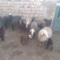 ۷تا میش بره|حیوانات مزرعه|کوهدشت, |دیوار