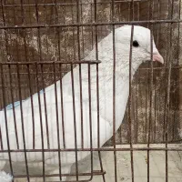 حیوانات پرنده|پرنده|شریف‌آباد, |دیوار