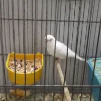 جفت مرغ عشق با تخم