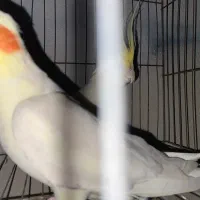 عروس هلندی|پرنده|آمل, |دیوار