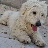 واگذاری شیتزو تریر