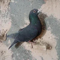 انگشترکفتر