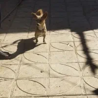 توله سگ پا کوتاه|سگ|کرمان, |دیوار