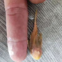 کت دو . سه بندی پوره بوته ای