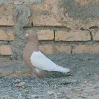 کبوتر|پرنده|فرمهین, |دیوار