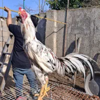 خروس لاری زیر سال